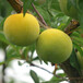 蜂糖李树，早熟蜂糖李子苗，贺州蜂糖李树苗品种齐全