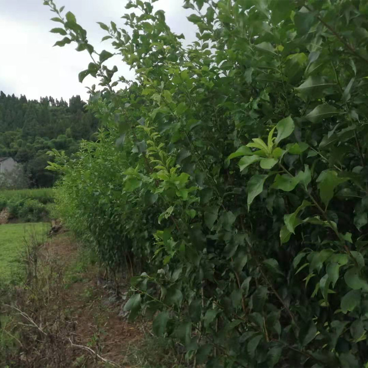 襄樊蜂糖李树苗口感好、襄樊蜂糖李树苗苗圃基地