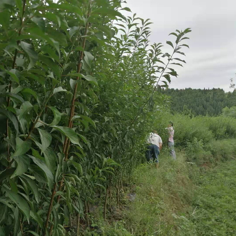 开县早熟蜂糖李苗,2-3公分开县早熟蜂糖李苗种植技术