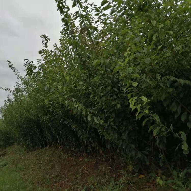 蜂糖李树，早熟蜂糖李子苗，贵州早熟蜂糖李苗当年价格