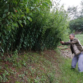 邵陽早熟蜂糖李苗，邵陽早熟蜂糖李苗苗圃基地