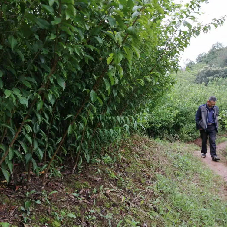 湖北咸宁蜂糖李子苗_蜂糖李种苗现在多少钱