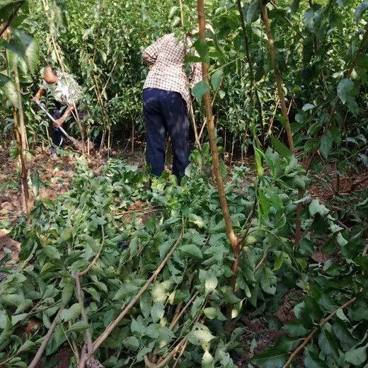 蜂糖李樹，早熟蜂糖李子苗，郴州蜂糖李樹苗單價