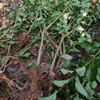 蜂糖李树，早熟蜂糖李子苗，韶关蜂糖李苗苗圃基地