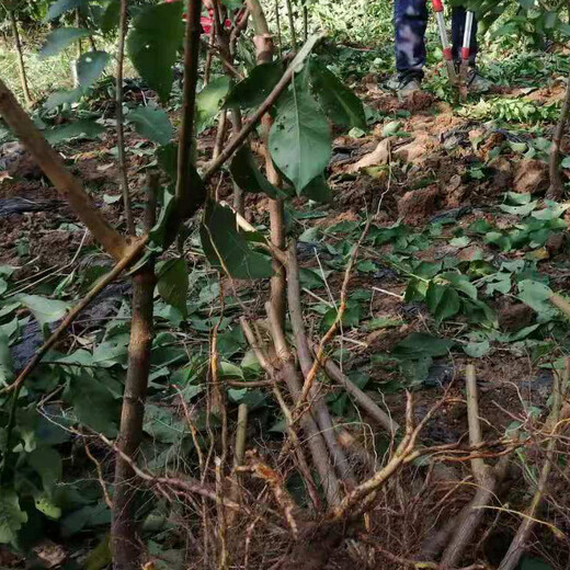 蜂糖李树，早熟蜂糖李子苗，南宁蜂糖李苗批发市场