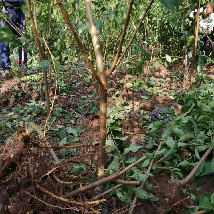 黄冈蜂糖李子苗，黄冈蜂糖李子苗种植时间