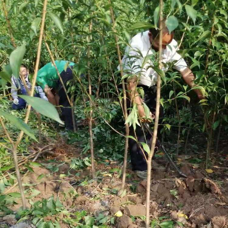 云南楚雄蜂糖李子苗_蜂糖李种苗批发基地