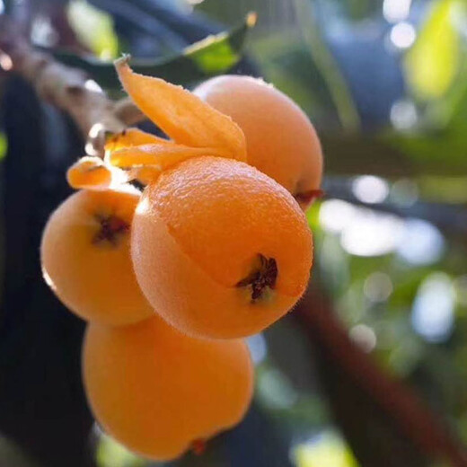 重庆枇杷树苗,重庆枇杷树苗夏季修剪