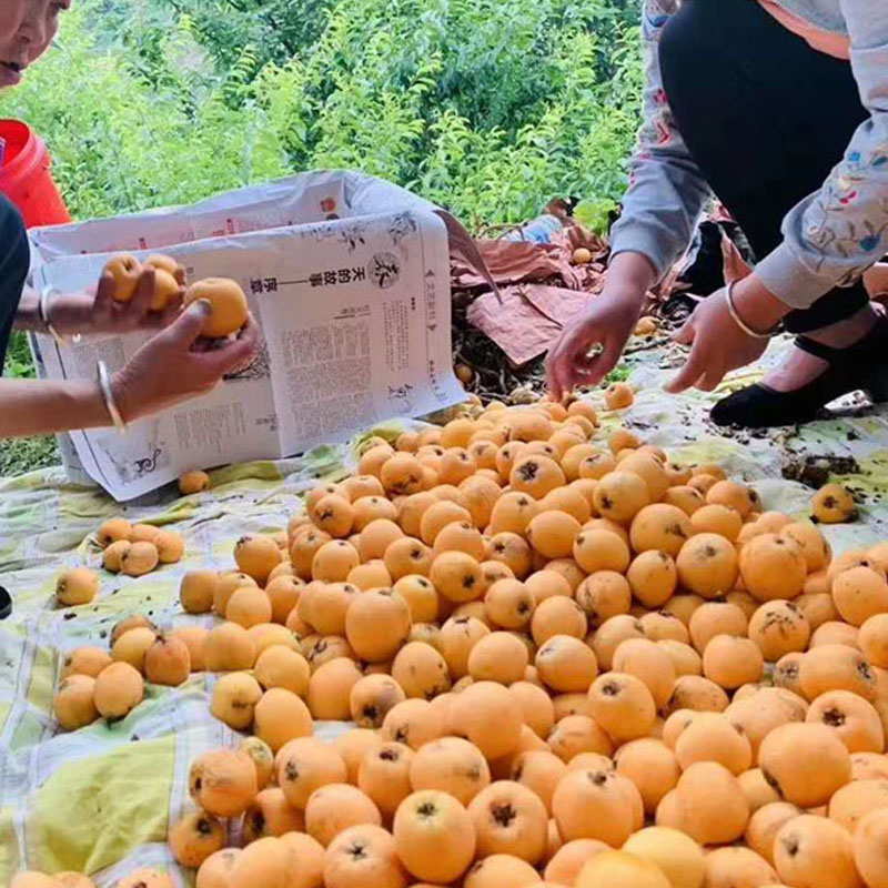 雅安枇杷幼苗,雅安枇杷幼苗开花期