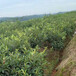 枇杷树，大五星枇杷果苗，荆州大五星枇杷苗修剪注意