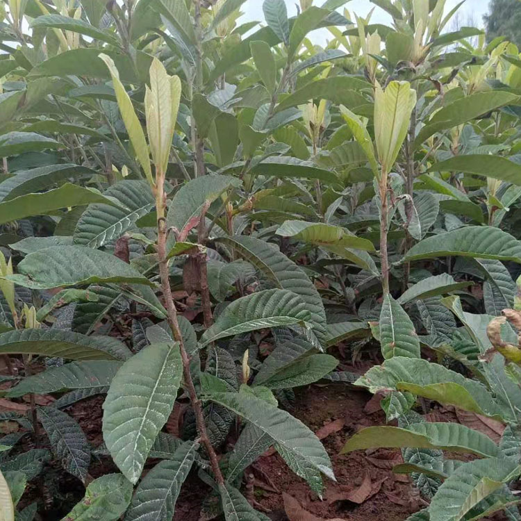 枇杷树，大五星枇杷果苗，鄂州枇杷苗基地现货