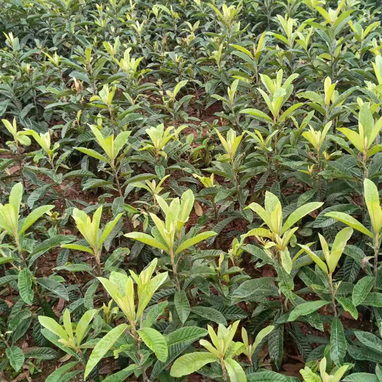 神农架枇杷种苗,神农架枇杷种苗经销商