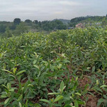 宜昌枇杷种苗繁育基地,宜昌枇杷种苗修剪目的图片4