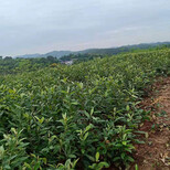 宜昌枇杷种苗繁育基地,宜昌枇杷种苗修剪目的图片5