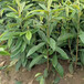 云南枇杷苗，大五星枇杷苗种植技术