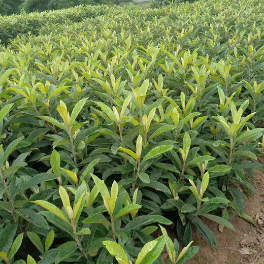 贵州枇杷树苗，大五星枇杷苗种植基地