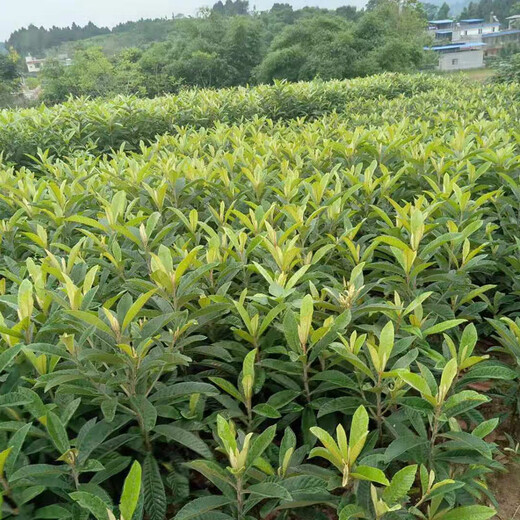梅州枇杷树苗单价,梅州枇杷树苗常见树型