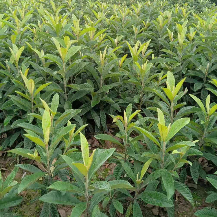 贵州枇杷树苗，大五星枇杷苗种植基地