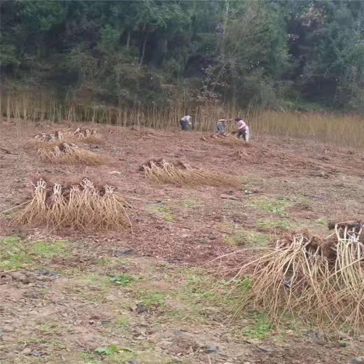 荣昌青脆李树苗批发采购，荣昌青脆李树苗繁育基地