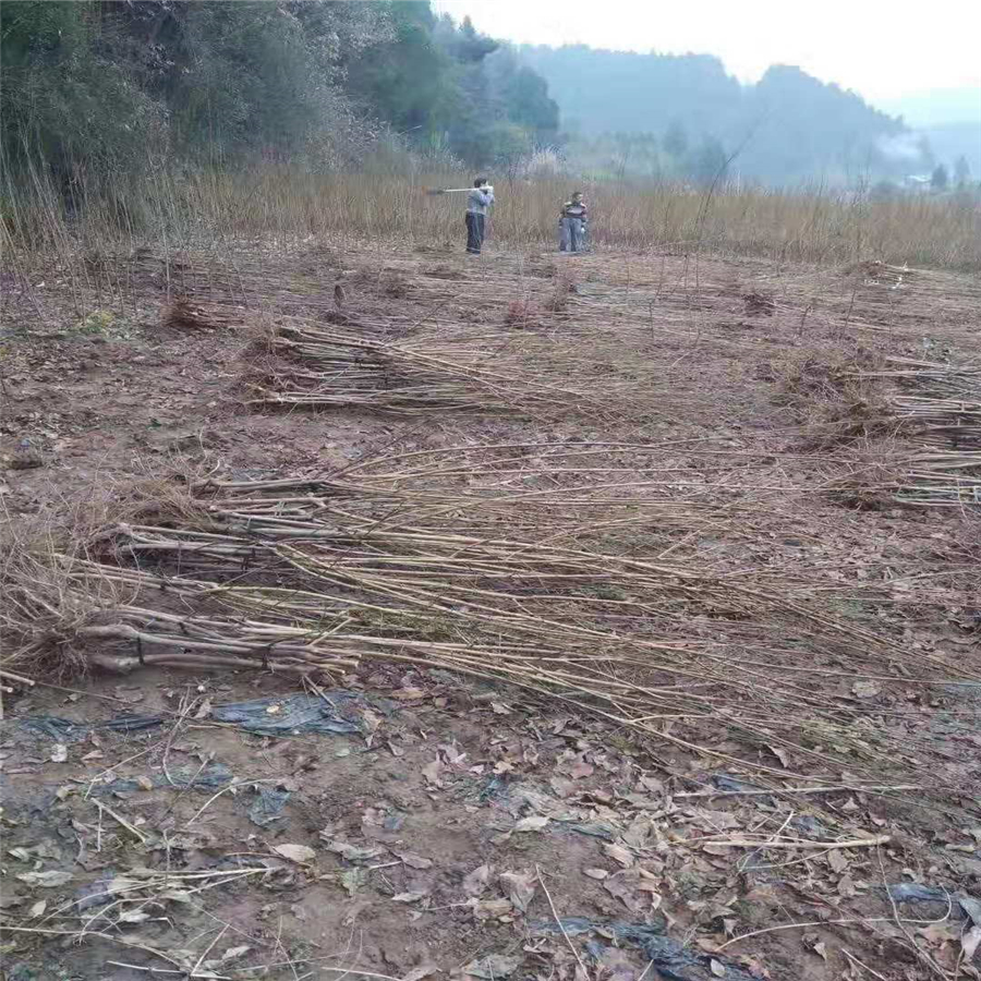 湖北仙桃青脆李苗，青脆李種苗品種