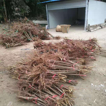 桂林晚熟青脆李苗三公分晚熟青脆李苗今日報價