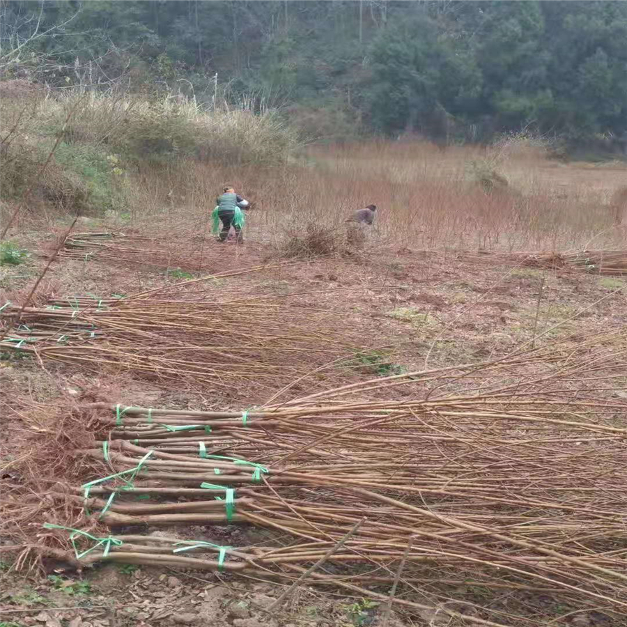 陕西晚熟青脆李苗 1-5公分晚熟青脆李苗繁育基地