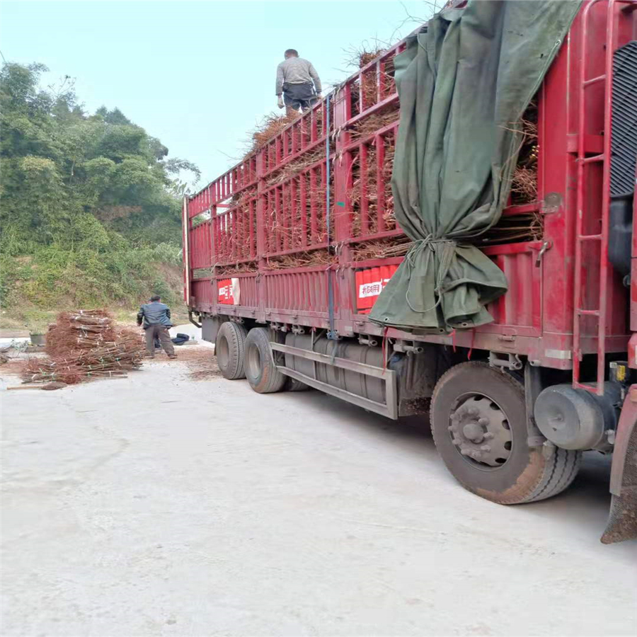 十堰青脆李苗生产基地_十堰青脆李苗经销商