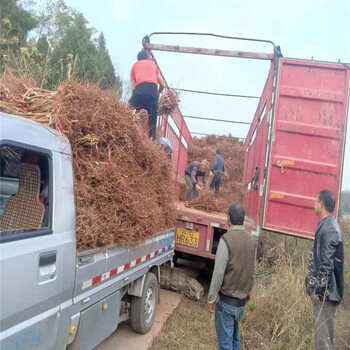 青脆李樹，晚熟青脆李子苗，攀枝花晚熟青脆李苗品種