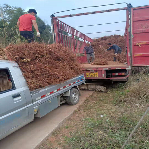 甘孜青脆李苗种植技术_甘孜青脆李苗品种介绍