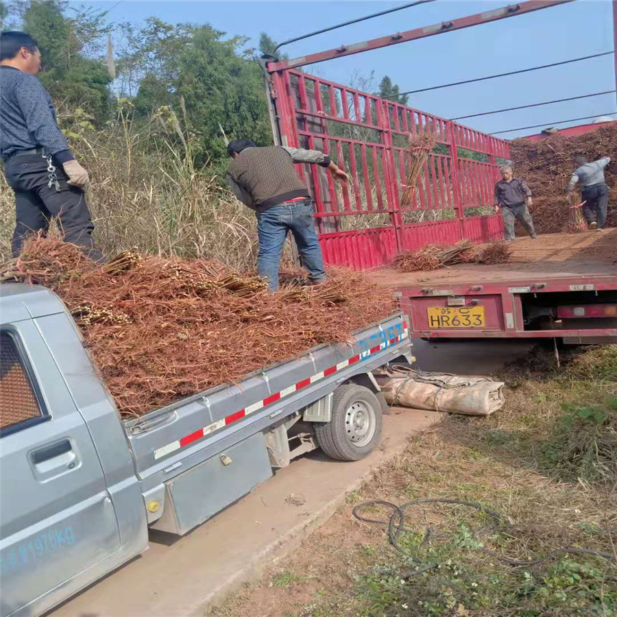 自贡青脆李苗新报价_自贡青脆李苗产地