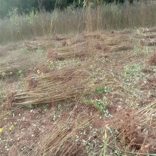 阿坝晚熟青脆李苗种植技术_阿坝晚熟青脆李苗示范基地