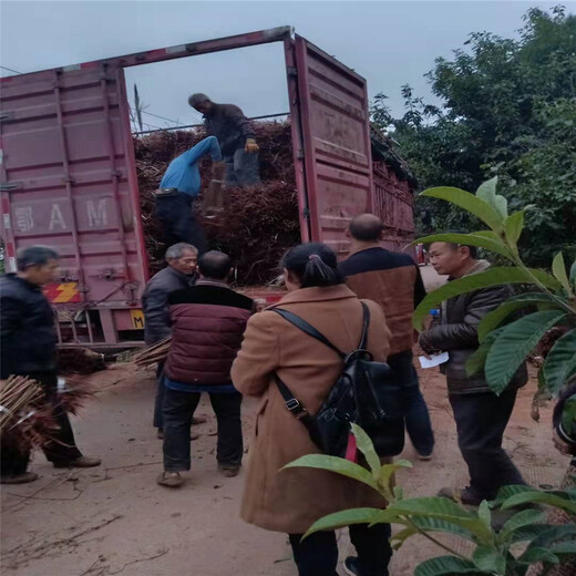 青脆李树，晚熟青脆李子苗，西安晚熟青脆李苗示范基地