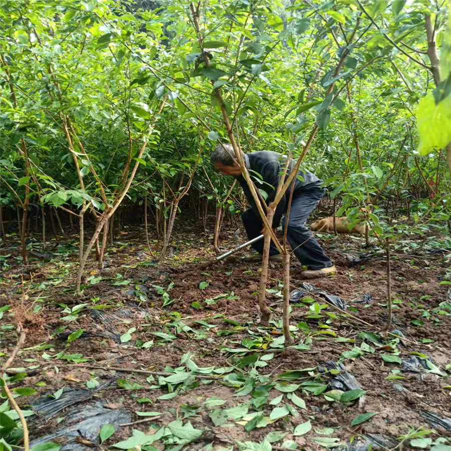 荣昌青脆李树苗批发采购，荣昌青脆李树苗繁育基地