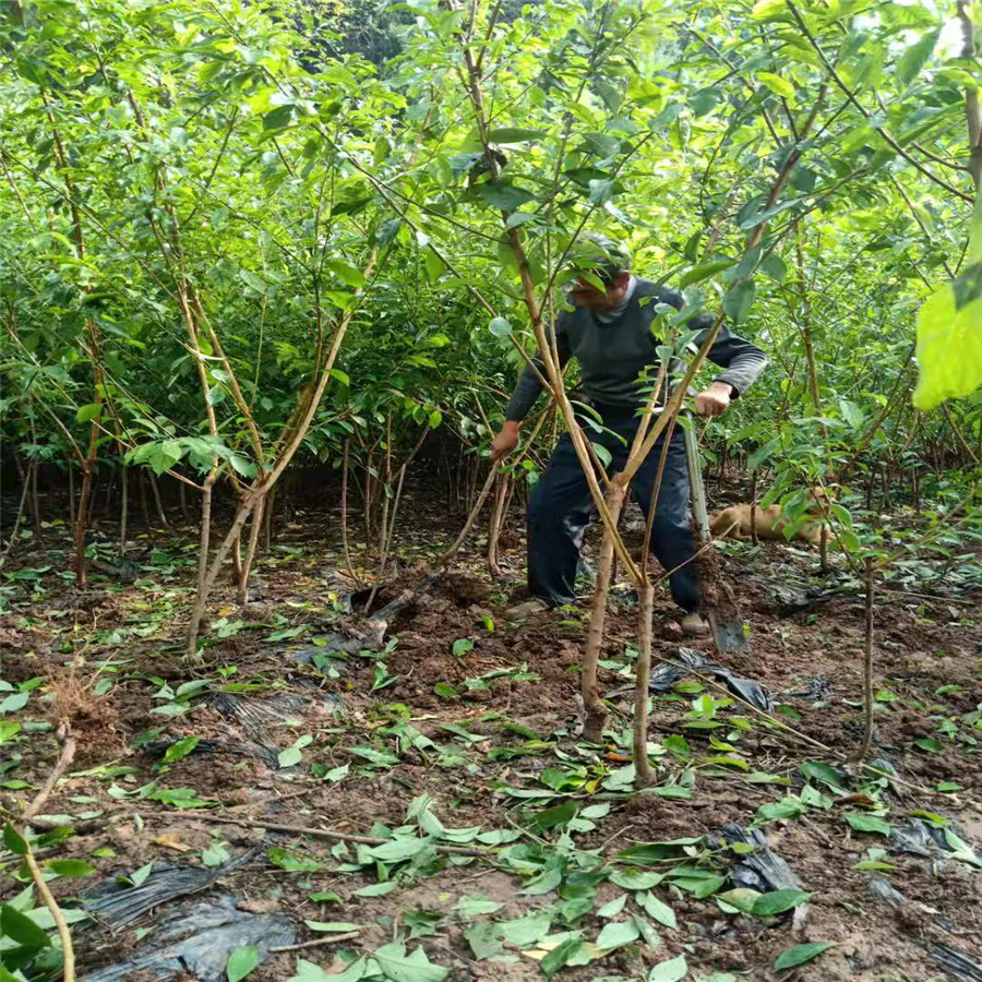 黄石青脆李子苗批发基地_黄石青脆李子苗生产基地