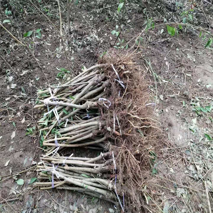 青脆李树，晚熟青脆李子苗，崇左青脆李树苗繁育基地