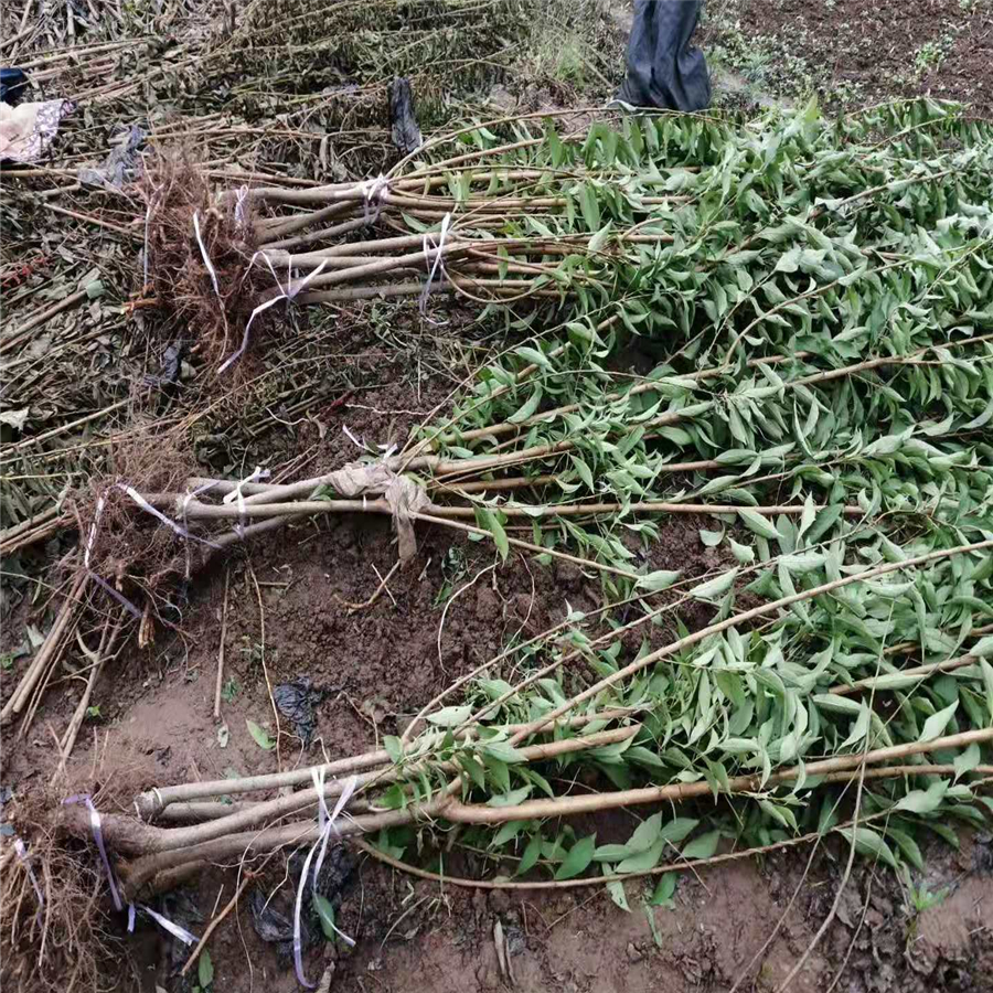 湖北鄂州青脆李苗，青脆李子苗种植基地