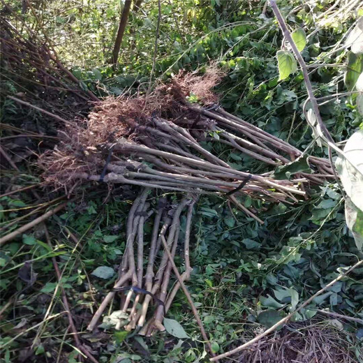 青脆李苗夏季管理技术，青脆李苗佳种植时间