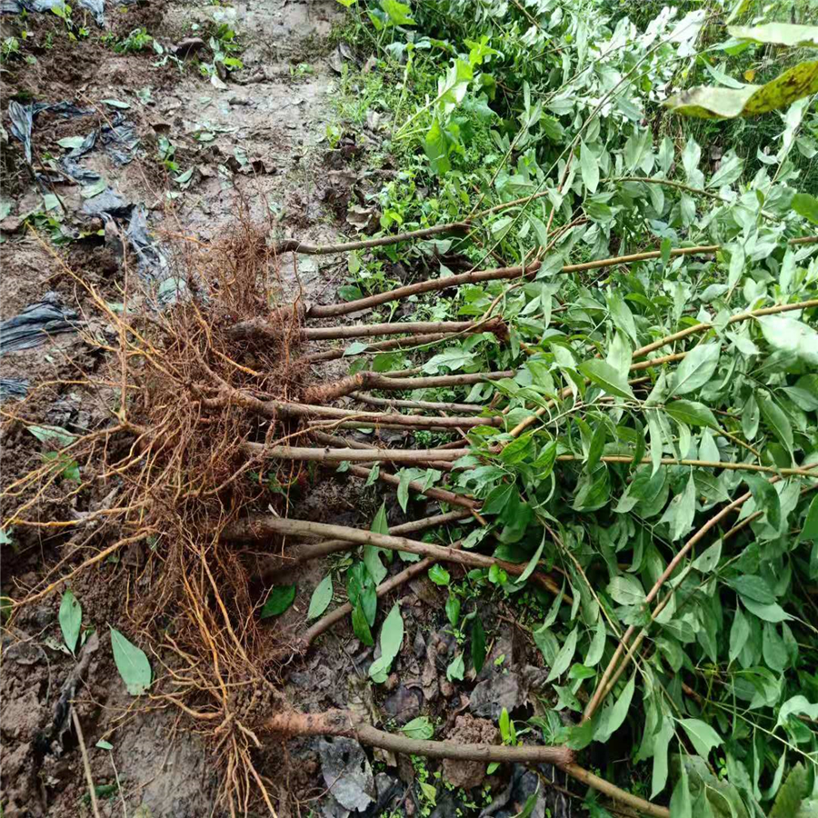 黔东南青脆李子树苗批发基地_黔东南青脆李子树苗基地