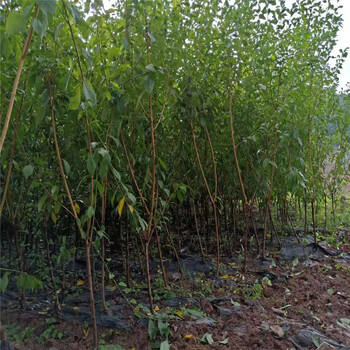 青脆李樹，晚熟青脆李子苗，荊門晚熟青脆李苗開花期