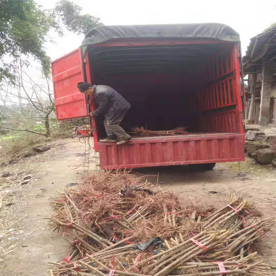 乐山凤凰李子树苗,乐山凤凰李子树苗基地介绍