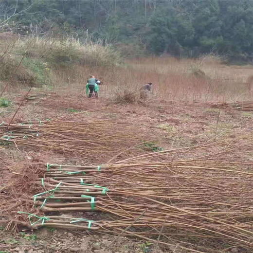 大足凤凰李苗收益好_大足凤凰李苗生产厂家