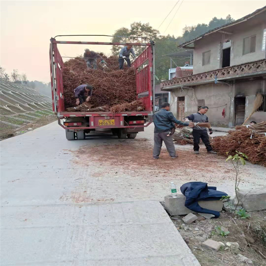 凤凰李树，早熟凤凰李子苗，铜梁凤凰李树苗合理施肥