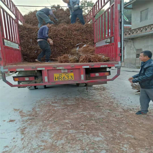 鳳凰李樹，早熟鳳凰李子苗，眉山鳳凰李子苗嫁接方法