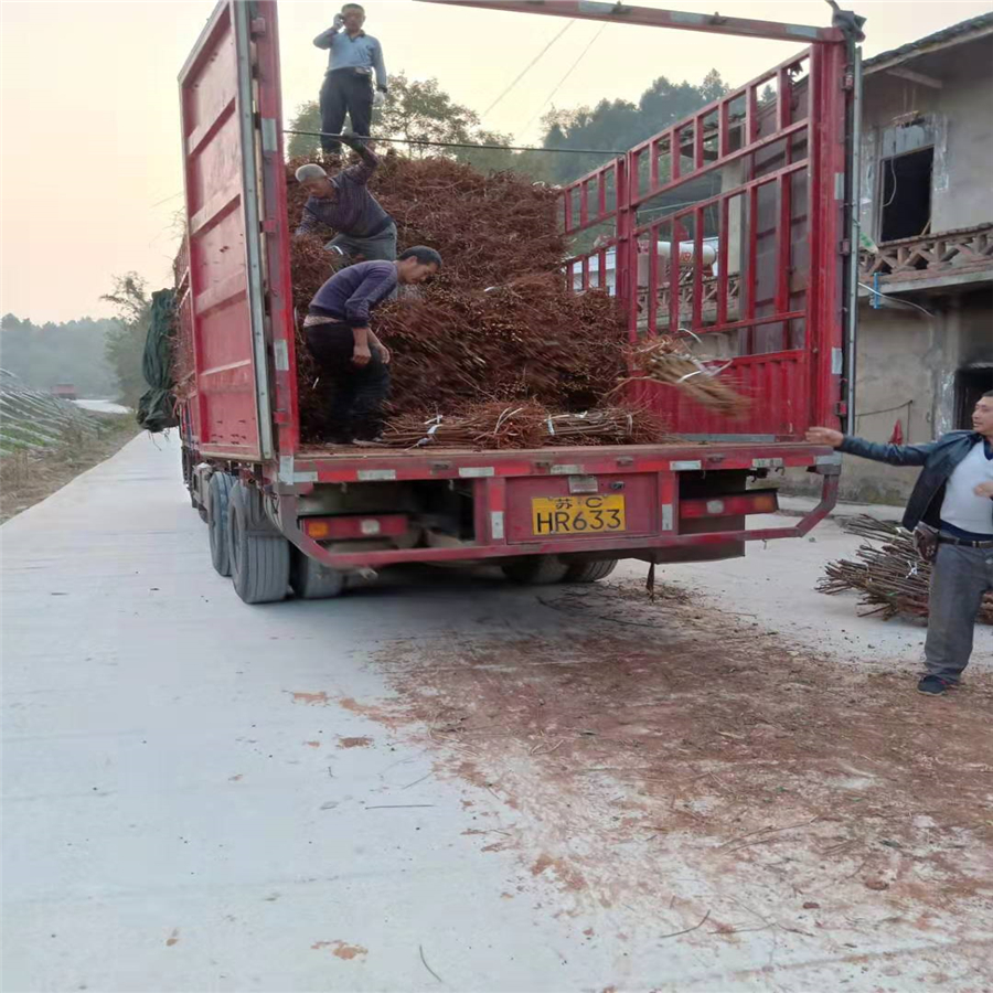 江苏凤凰李子苗挂果图片 江苏凤凰李子苗繁育基地