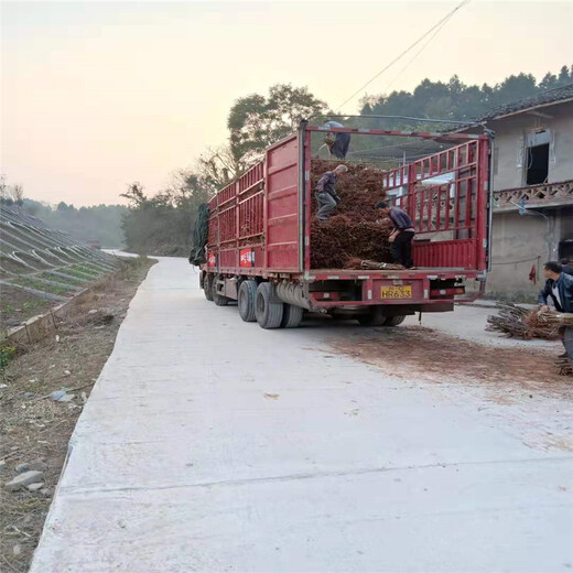 鄂州凤凰李苗批发基地_鄂州凤凰李苗批发基地