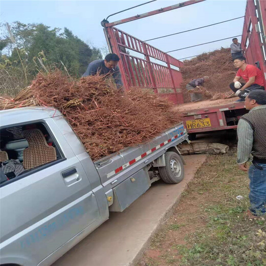 我想买凤凰李子树苗,柳州凤凰李子树苗种植全心服务