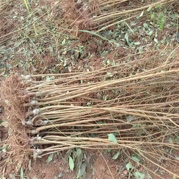 秀山早熟鳳凰李苗裂果原因秀山早熟鳳凰李苗基地起苗