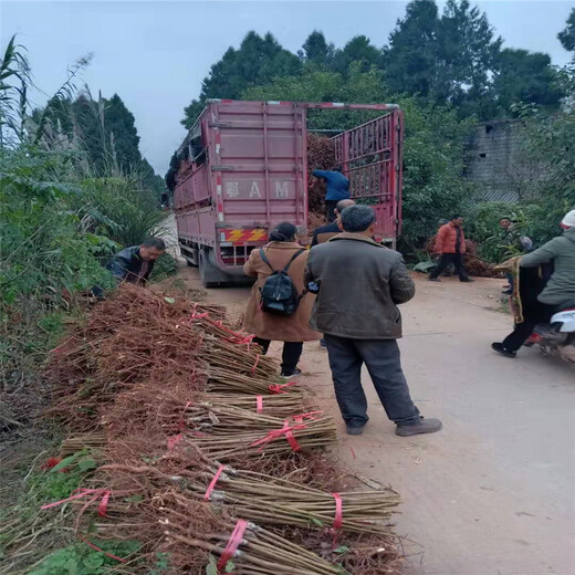 嫁接凤凰李子树苗,贺州凤凰李子树苗