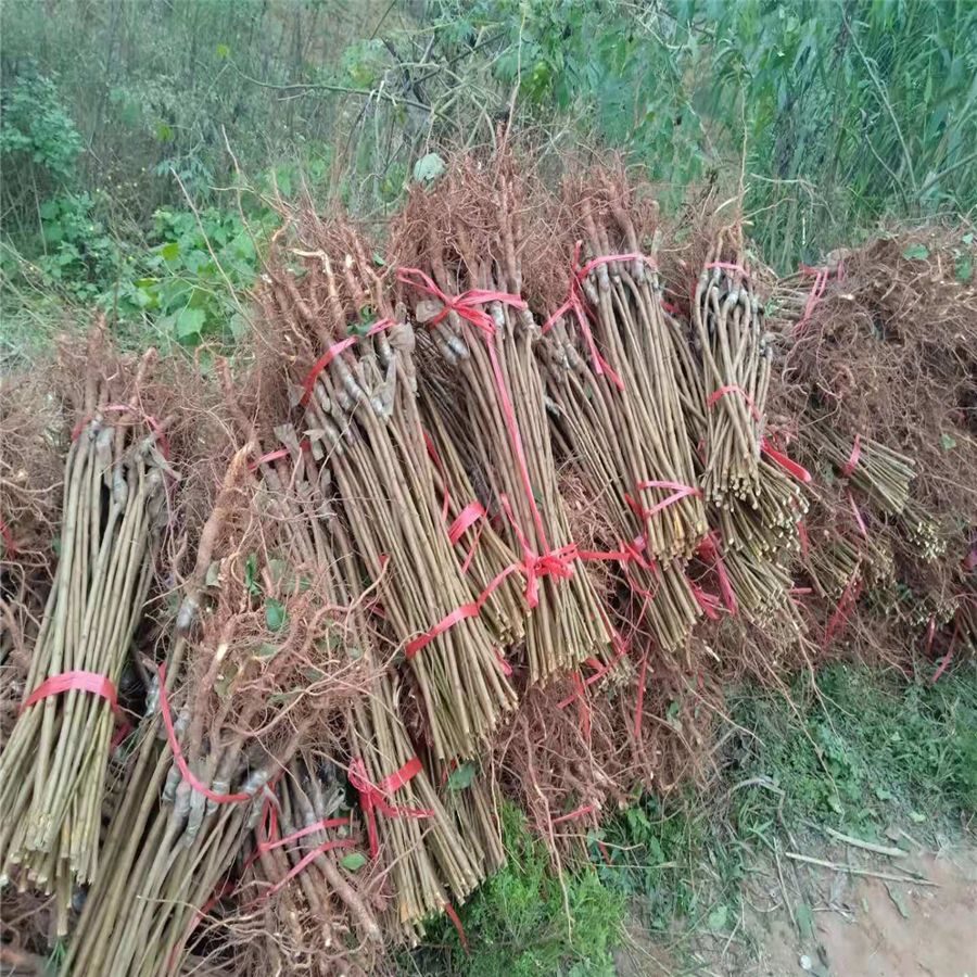 衡阳早熟凤凰李苗种植基地_衡阳早熟凤凰李苗品种有