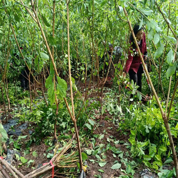 成都早熟鳳凰李苗種植基地成都早熟鳳凰李苗修剪作用